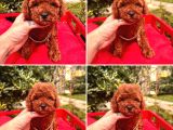 Mi̇nyatür Poodle Yavrular