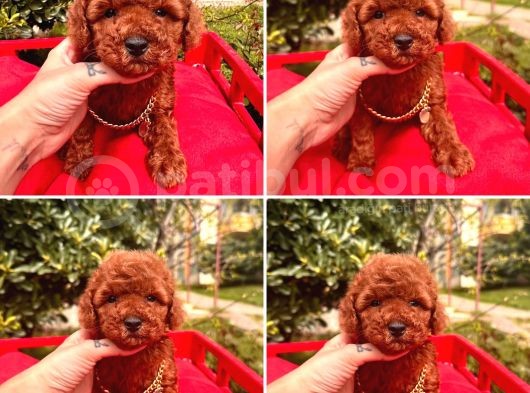 Mi̇nyatür Poodle Yavrular görsel