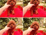 MİNYATÜR POODLE YAVRULAR