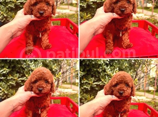 Mi̇nyatür Poodle Yavrular