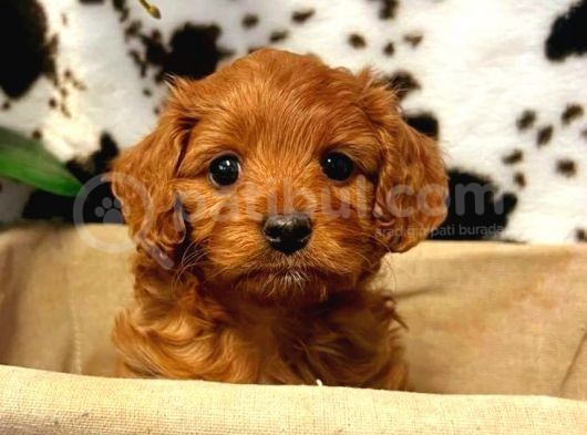Tooy Poodle Cinsi Yavrular Di̇şi̇ Erkek Mevcuttur 