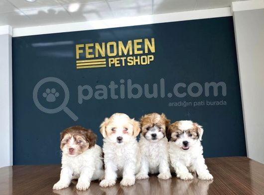 Wc Egi̇ti̇mli̇ Orji̇nal Malti̇poo Yavrularimiz Gelmi̇şti̇r görsel
