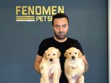 Baby Face Golden Retriewer Yavrularimiz Gelmi̇şti̇r