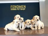 Baby Face Golden Retriewer Yavrularimiz Gelmi̇şti̇r