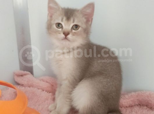 Dünya Tatlisi Prensler görsel