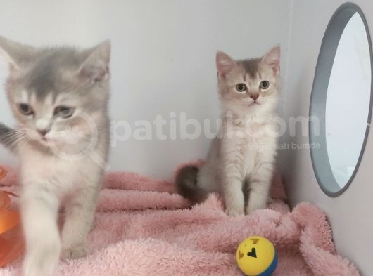 Dünya Tatlisi Prensler görsel