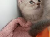 Dünya Tatlisi Prensler