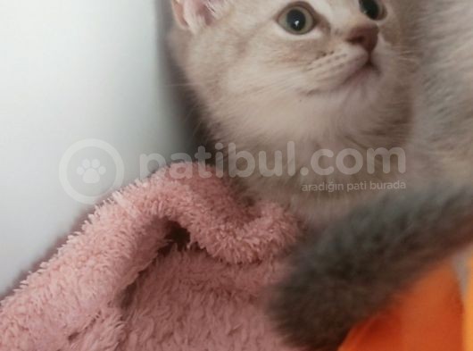 Dünya Tatlisi Prensler görsel