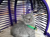 British Shorthair Scottish Fold Blue Lilac