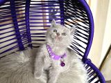 British Shorthair Scottish Fold Blue Lilac