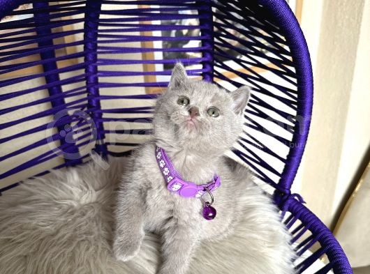 British Shorthair Scottish Fold Blue Lilac görsel