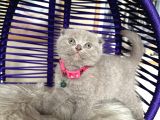 British Shorthair Scottish Fold Blue Lilac