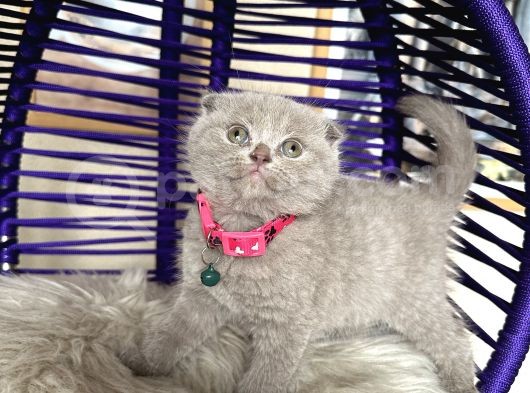 British Shorthair Scottish Fold Blue Lilac görsel