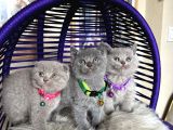 British Shorthair Scottish Fold Blue Lilac