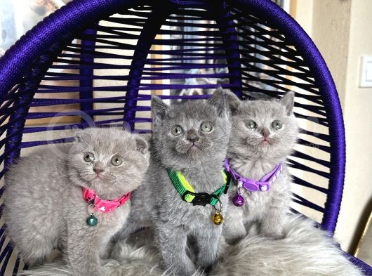 British Shorthair Scottish Fold Blue Lilac görsel