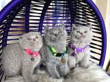 British Shorthair Scottish Fold Blue Lilac