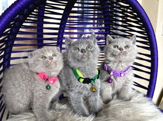 British Shorthair Scottish Fold Blue Lilac