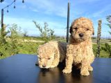 SEVİMLİ SAFKAN TOY POODLE YAVRULARI