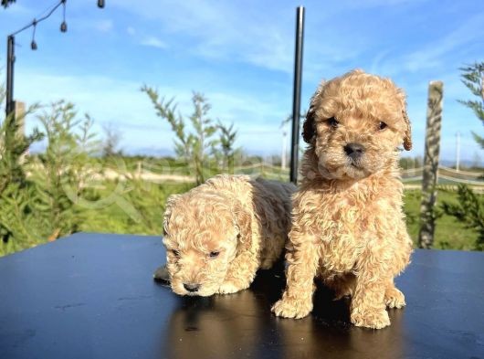 Sevi̇mli̇ Safkan Toy Poodle Yavrulari