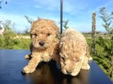 Sevi̇mli̇ Safkan Toy Poodle Yavrulari