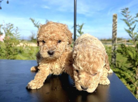 Sevi̇mli̇ Safkan Toy Poodle Yavrulari görsel
