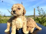 Sevi̇mli̇ Safkan Toy Poodle Yavrulari