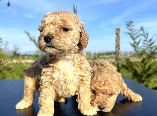 Sevi̇mli̇ Safkan Toy Poodle Yavrulari görsel