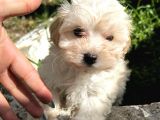 SEVİMLİ SAFKAN MALTİPOO YAVRULARI