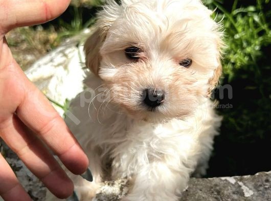 Sevi̇mli̇ Safkan Malti̇poo Yavrulari