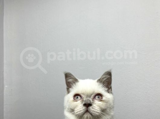 Lilakpoint Panda Surat Dişi görsel