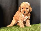 Orjinal Toy poodle yavrular 