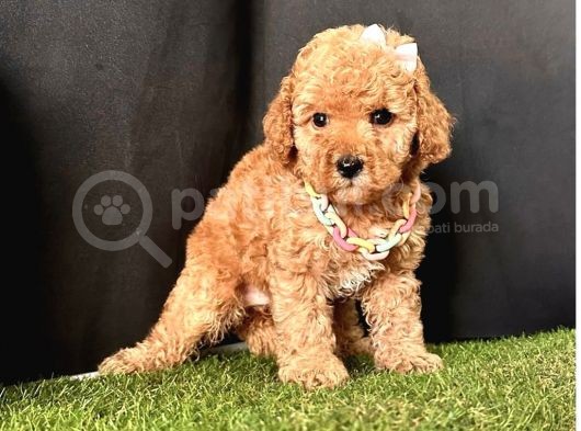 Orjinal Toy Poodle Yavrular 