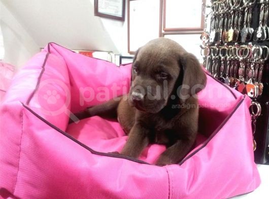 Köpek Çi̇ftli̇ği̇ Çi̇kolata Labrador Yavrular görsel