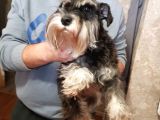 KÖPEK ÇİFTLİĞİ ORJİNAL MİNYATÜR SCHNAUZER YAVRULAR