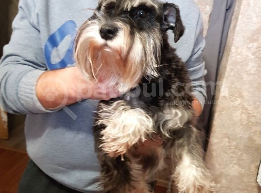 Köpek Çi̇ftli̇ği̇ Orji̇nal Mi̇nyatür Schnauzer Yavrular