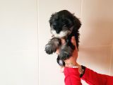 Köpek Çi̇ftli̇ği̇ Orji̇nal Mi̇nyatür Schnauzer Yavrular