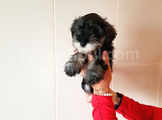Köpek Çi̇ftli̇ği̇ Orji̇nal Mi̇nyatür Schnauzer Yavrular görsel