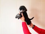 Köpek Çi̇ftli̇ği̇ Orji̇nal Mi̇nyatür Schnauzer Yavrular