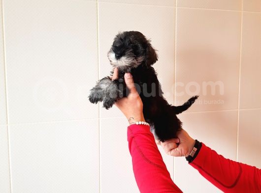 Köpek Çi̇ftli̇ği̇ Orji̇nal Mi̇nyatür Schnauzer Yavrular görsel