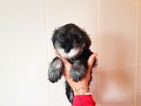 Köpek Çi̇ftli̇ği̇ Orji̇nal Mi̇nyatür Schnauzer Yavrular