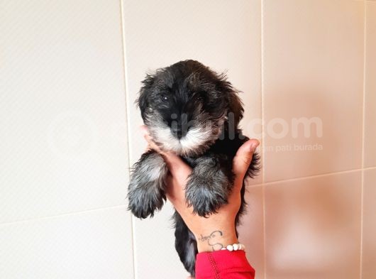 Köpek Çi̇ftli̇ği̇ Orji̇nal Mi̇nyatür Schnauzer Yavrular görsel
