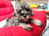 Köpek Çi̇ftli̇ği̇ Orji̇nal Mi̇nyatür Schnauzer Yavrular