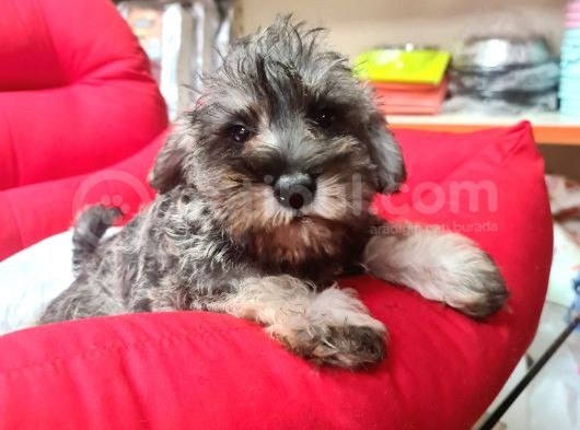 Köpek Çi̇ftli̇ği̇ Orji̇nal Mi̇nyatür Schnauzer Yavrular görsel