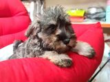 Köpek Çi̇ftli̇ği̇ Orji̇nal Mi̇nyatür Schnauzer Yavrular