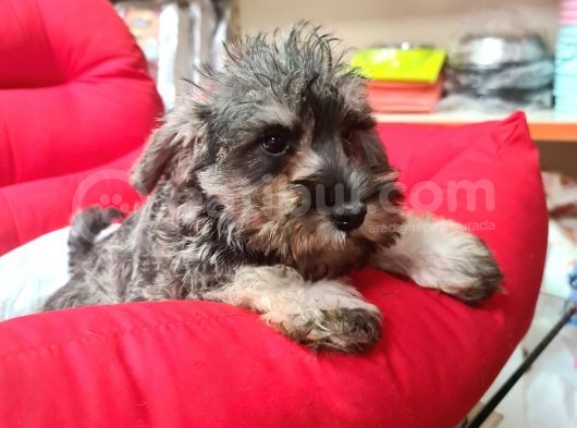 Köpek Çi̇ftli̇ği̇ Orji̇nal Mi̇nyatür Schnauzer Yavrular görsel