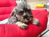 Köpek Çi̇ftli̇ği̇ Orji̇nal Mi̇nyatür Schnauzer Yavrular