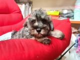 Köpek Çi̇ftli̇ği̇ Orji̇nal Mi̇nyatür Schnauzer Yavrular