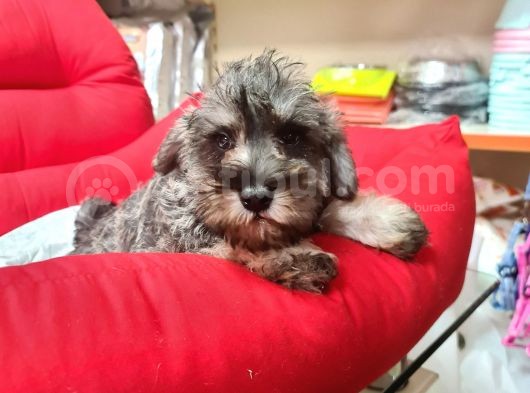 Köpek Çi̇ftli̇ği̇ Orji̇nal Mi̇nyatür Schnauzer Yavrular görsel