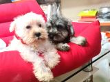 Köpek Çi̇ftli̇ği̇ Orji̇nal Mi̇nyatür Schnauzer Yavrular