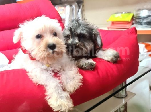 Köpek Çi̇ftli̇ği̇ Orji̇nal Mi̇nyatür Schnauzer Yavrular görsel